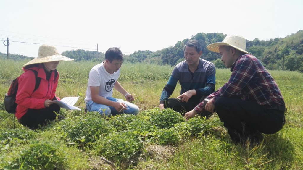 李明德教授(右地)检查指导“景天”生产管理