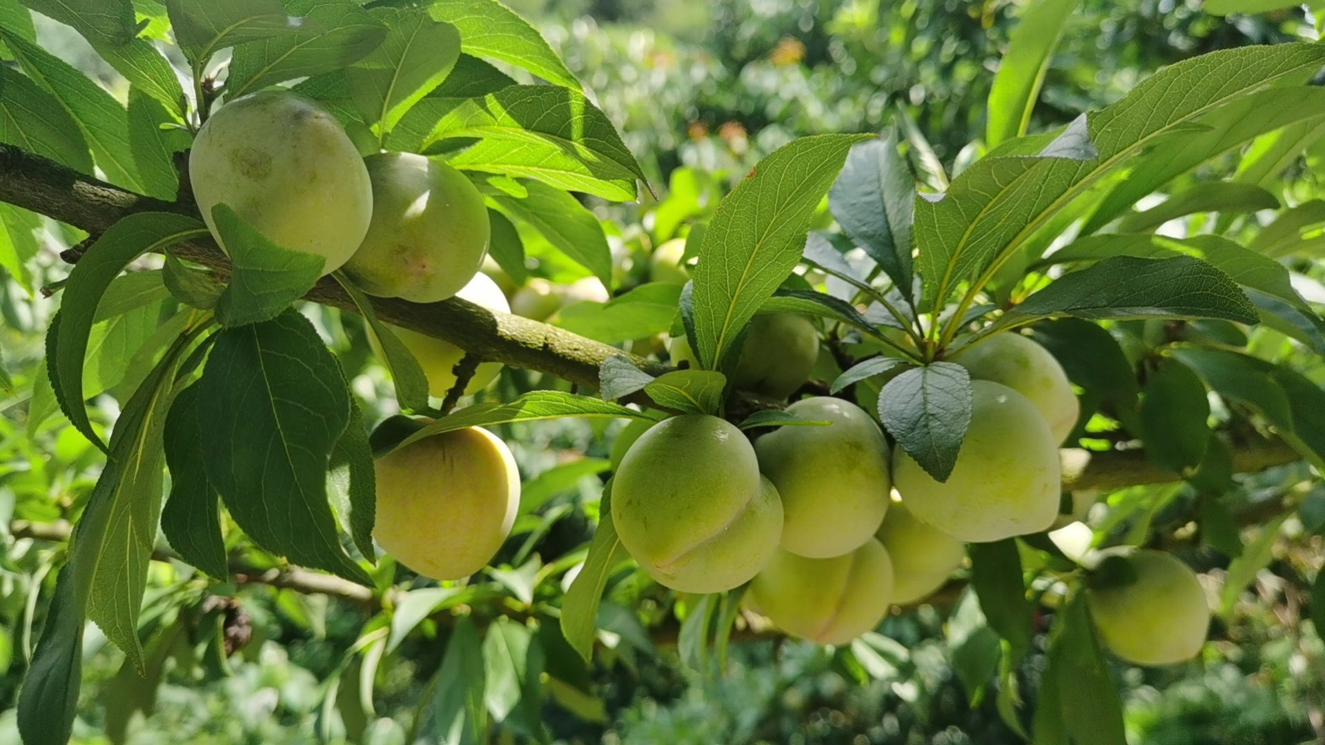 20230907162227337aadzfx