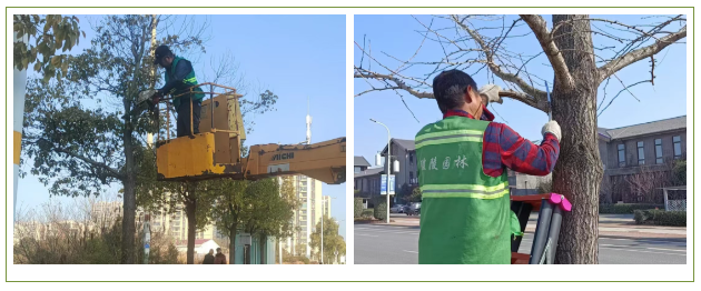 26.1.23.02多重防护 筑牢绿植“防寒屏障”